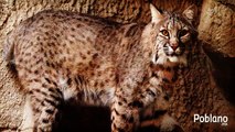 Jaguar (Animales Salvajes) Felinos Documental | Documentales Completos en español