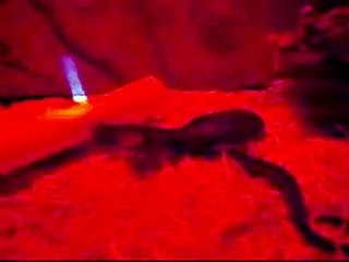 cranky coastal carpet python