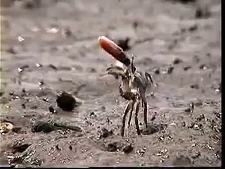 Fiddler Crab Waving Display