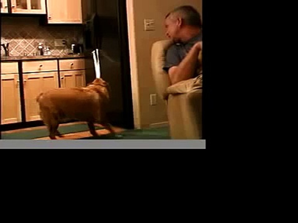 Laika - Dog Show USA