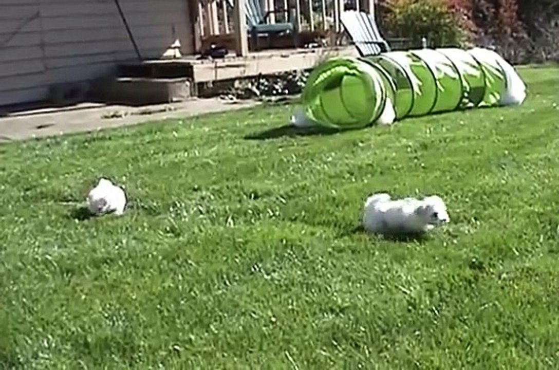 CUTE PUPPIES!!- 6 Weeks Old- Nursing from their Uncle!!