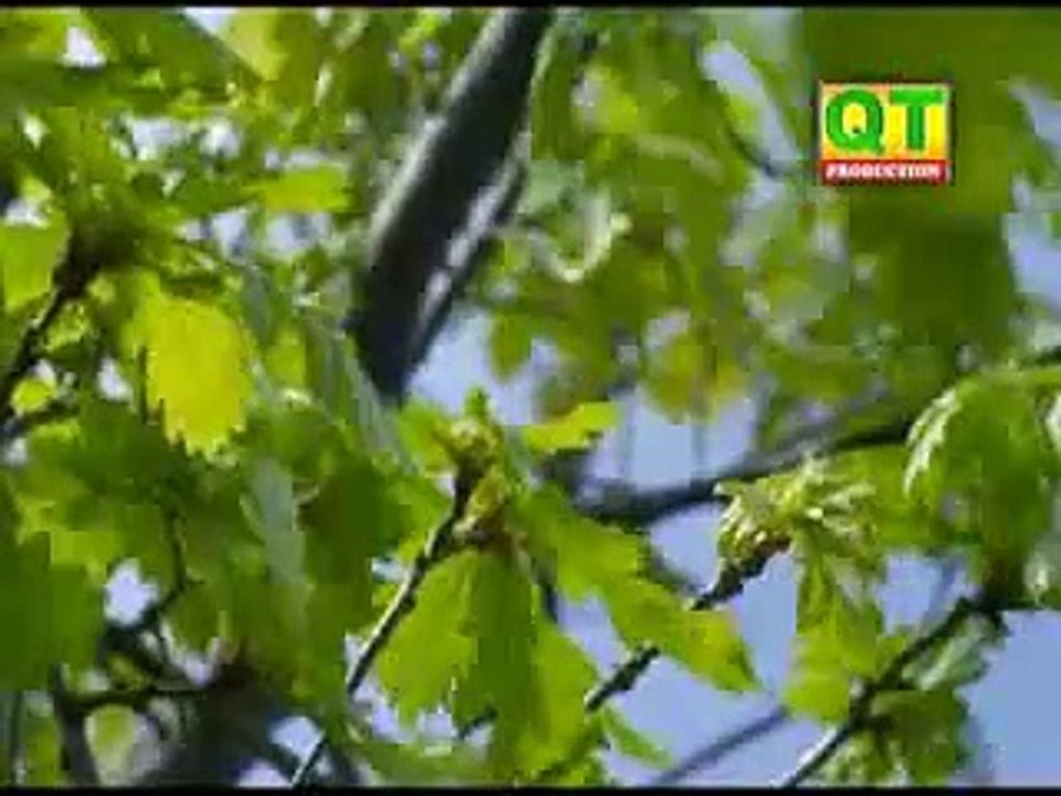 Mola Wado Tuhjo Shan Aa