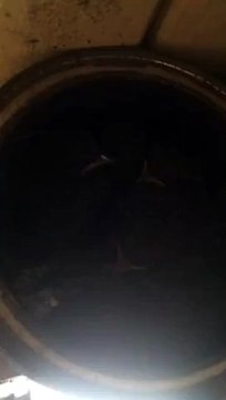 Совсем птицы уже...