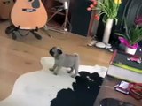Pug Puppy vs Ricky Gervais - See his pug nosed face