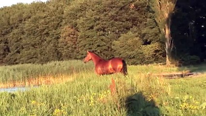 Pferd im Wasser (schwimmt) (HD)