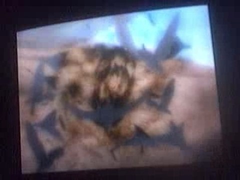 NARUTIMATE ACCEL-Itachi Ougis