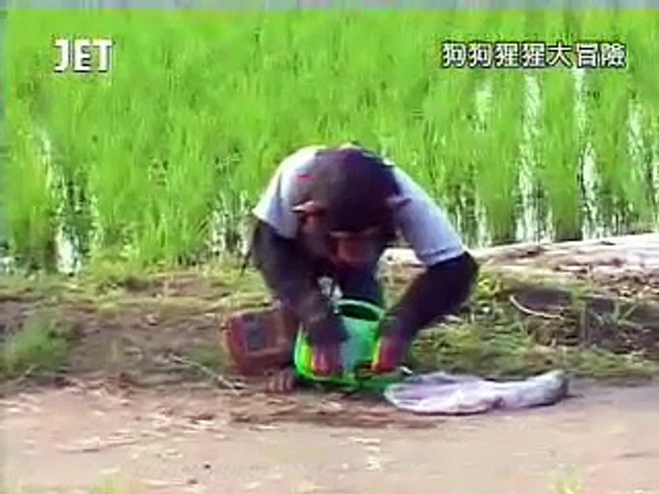 狗狗猩猩大冒險(中2)