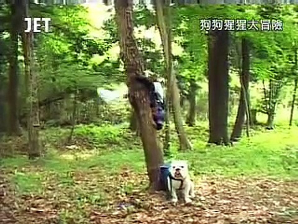 狗狗猩猩大冒險(中1)