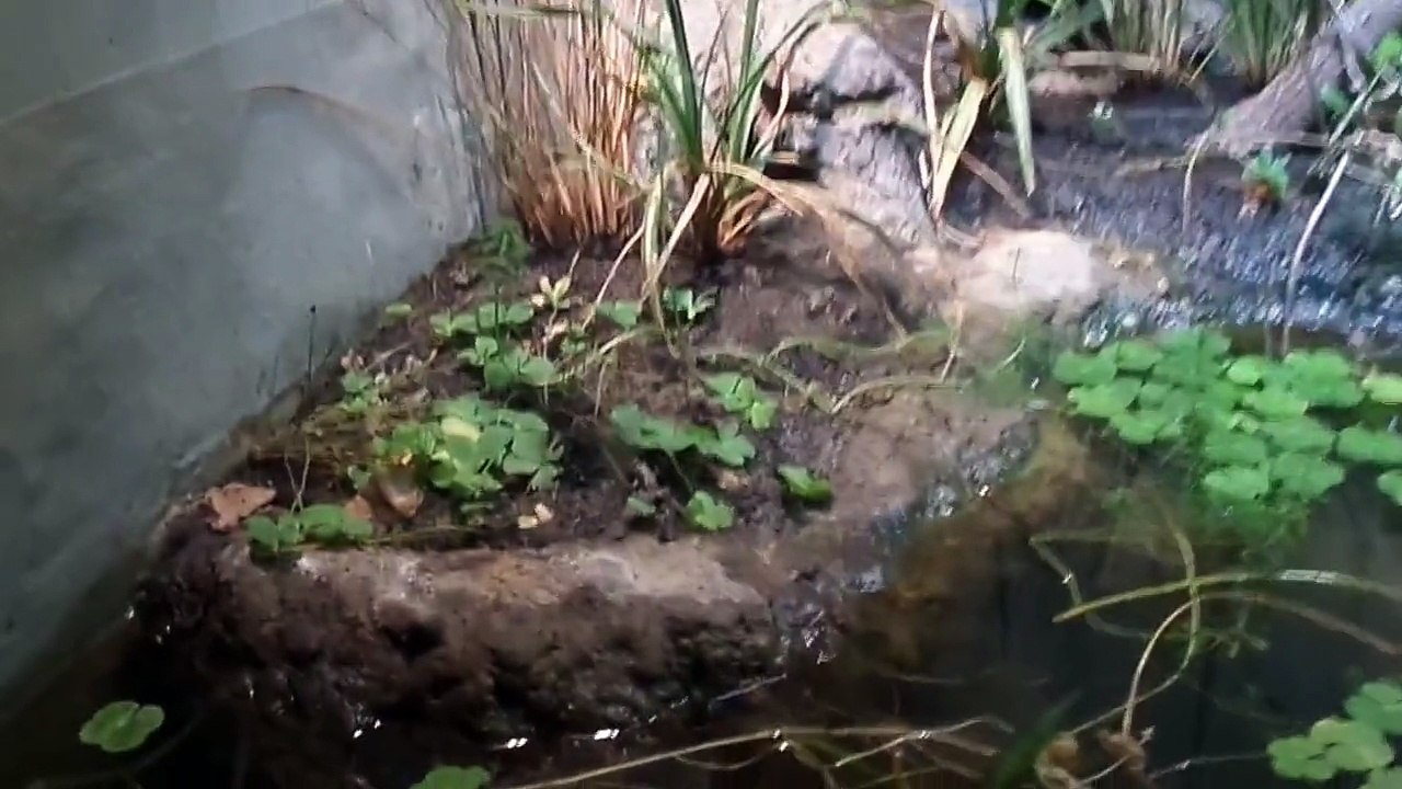 les reptiles du parc zoologique de Paris (Vincennes)