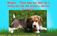 Top Ten Dog Breeds For Children