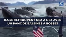 Ils se retrouvent nez à nez avec un banc de baleines à bosses.