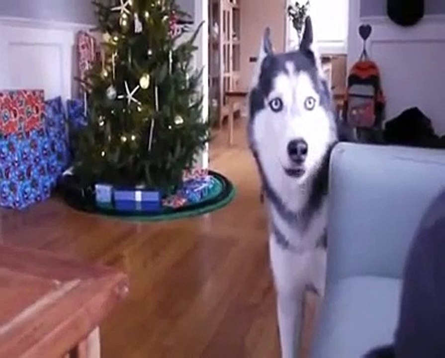 Dog Singing You Raise Me Up Last Christmas Happy Holidays Top Dogs bulldog singing