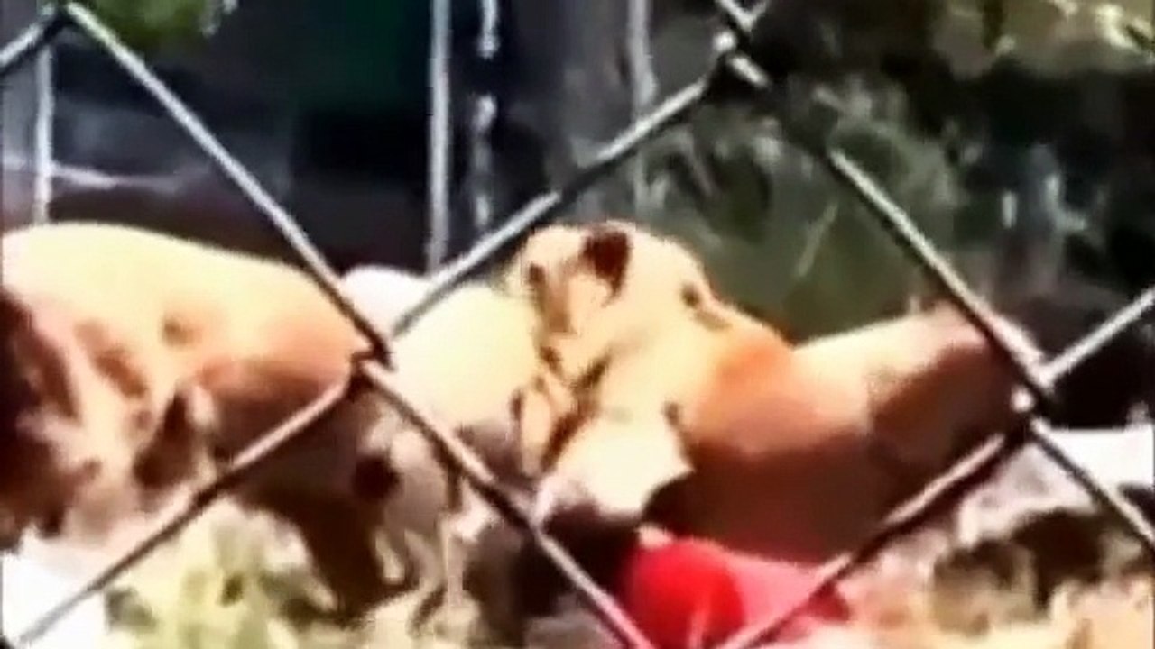 Animal Attacks on Humans | Most Shocking Attacks Caught on Tape clip