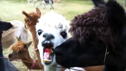 Funny Animals - The Best Alpaca Compilation