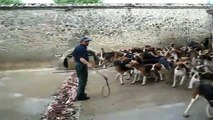 Cães Adestrados