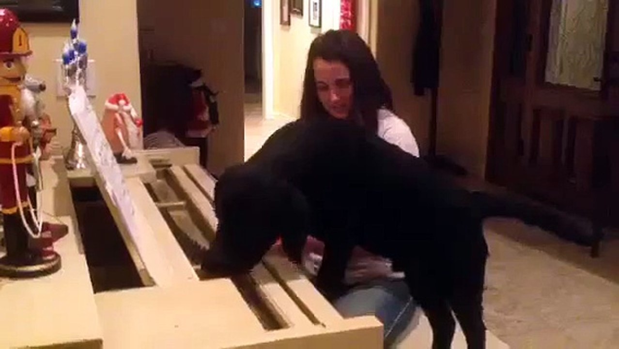 Funny Dog
