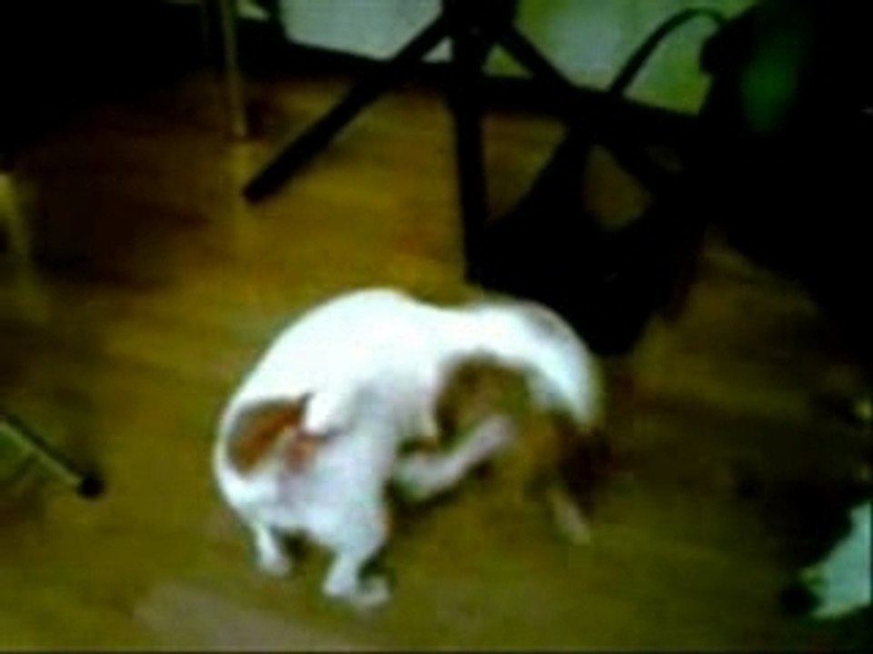 Chien fou