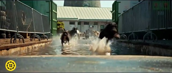 Trailer de White God (Fehér Isten) HD