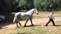 Concours modèle et allure de chevaux percherons