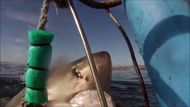 Great white shark jumps off water so high in south africa!