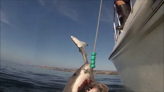 Un grand requin blanc saute à plus de 4m de hauteur - Dingue