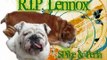 R.I.P. Lennox - you will always be in our hearts and memories