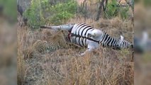 Dead Zebra Covers Leopard in Fluid