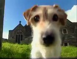 Dog Breeds - Jack russel terrier. Dogs 101 Animal Planet