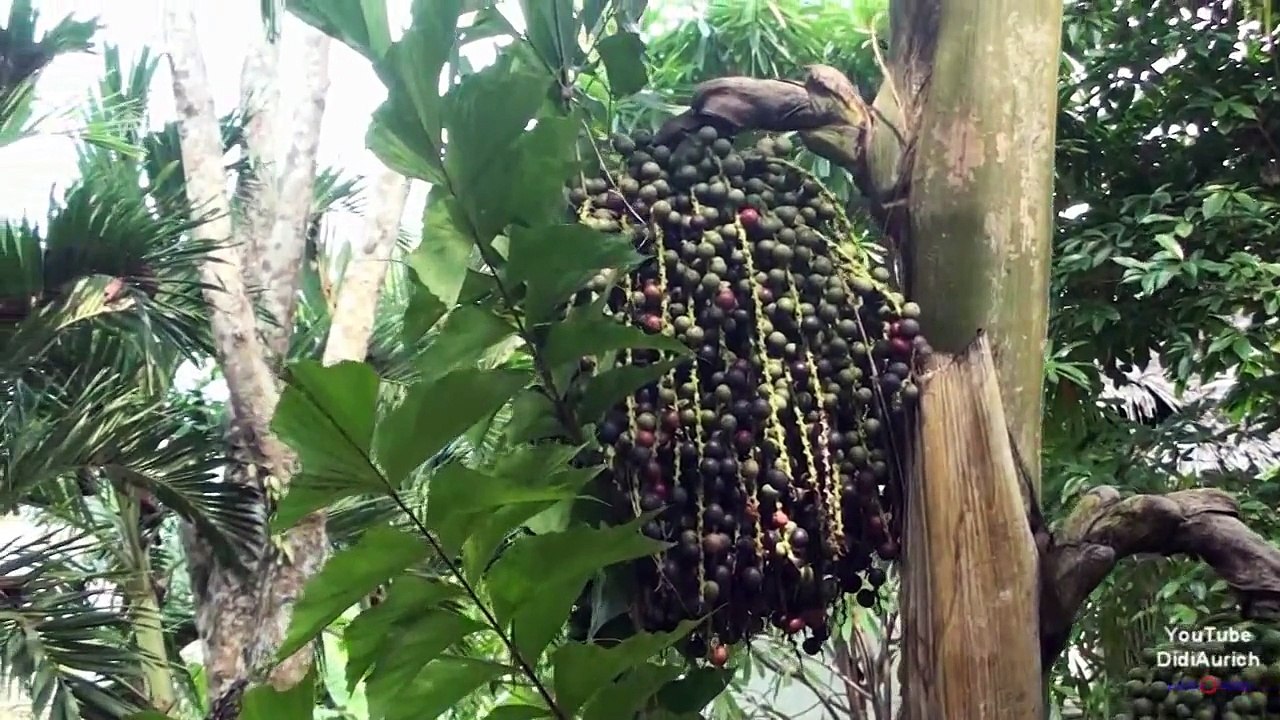 Thailand Koh Yao Noi Rhinoceros Hornbill Nashornvogel Buceros rhinoceros Paradise