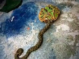 Ceratophrys cornuta/Rana pacman comiendo culebra de rio