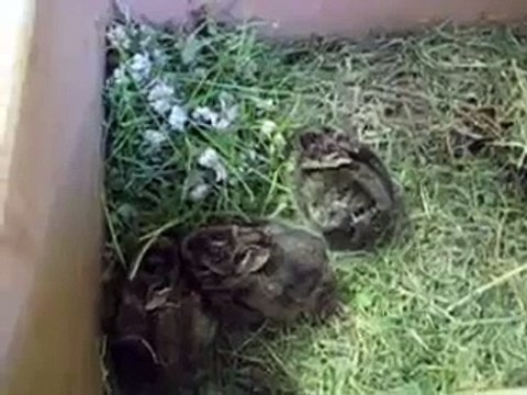 Wild Baby Rabbits Eating Clover!