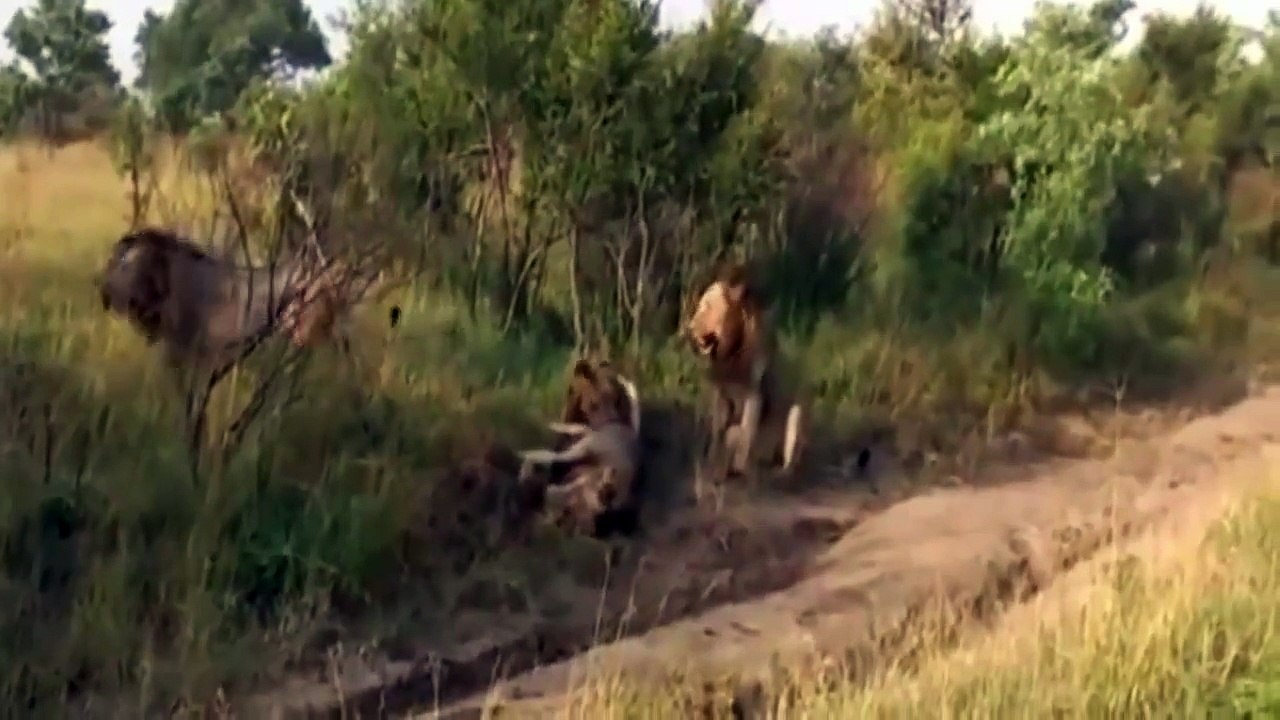 4 Leones Matan a un León - Real Video