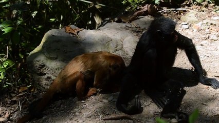 Baby Balu playing with a female spider monkey