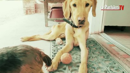 Grand élan de solidarité pour Lucky, le chien affamé