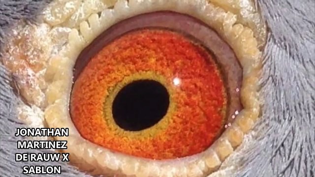 Racing Pigeon Eye - Eye Of the Racing Pigeon - Racing Homer