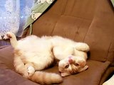 エクソシスト猫 exorcist cat　Scottish Fold「sleeps」