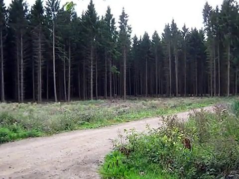 Metal Detecting WW2 Relics,Found K98 mauser Rifle in Hurtgenwald,Germany