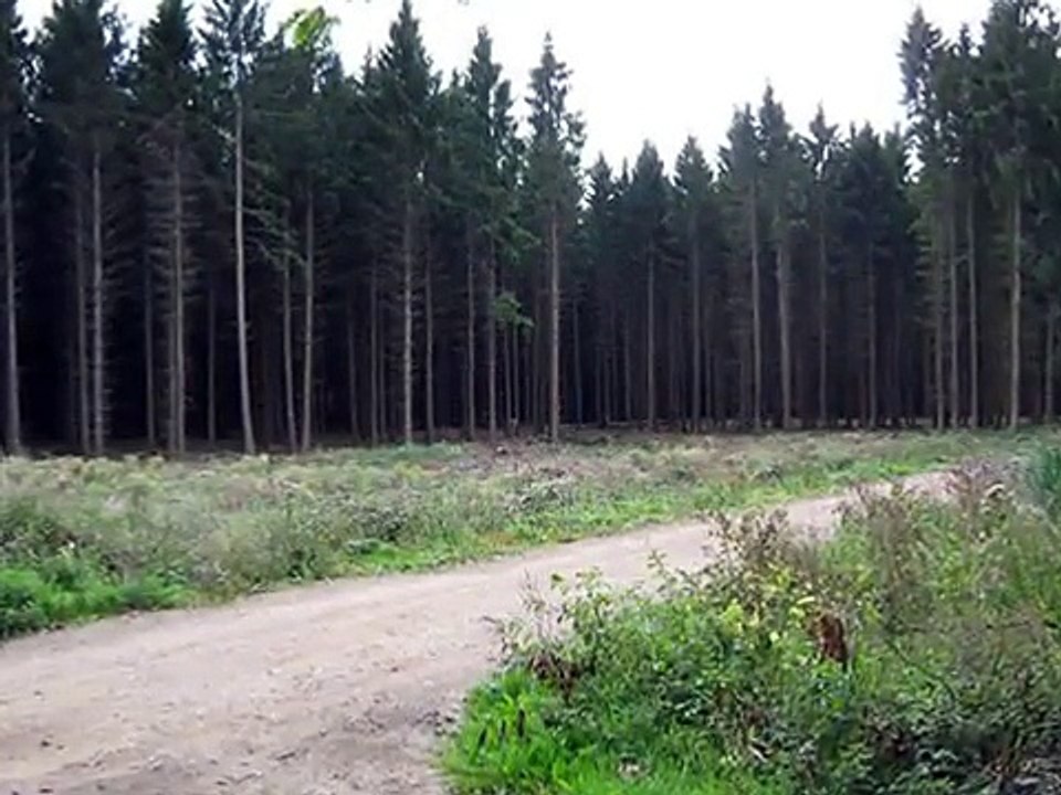 Metal Detecting WW2 Relics,Found K98 mauser Rifle in Hurtgenwald,Germany