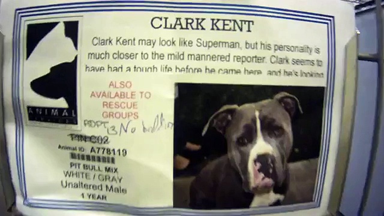It Has Been A Long Week For These Shelter Dogs In Kennel Cough Ward.