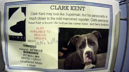 It Has Been A Long Week For These Shelter Dogs In Kennel Cough Ward.