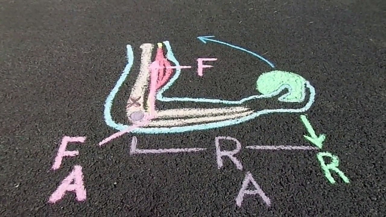 "Human Biomechanics", Levers and Torque