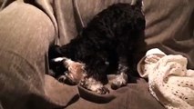 Lily the Mini Schnauzer Can't Get Comfy