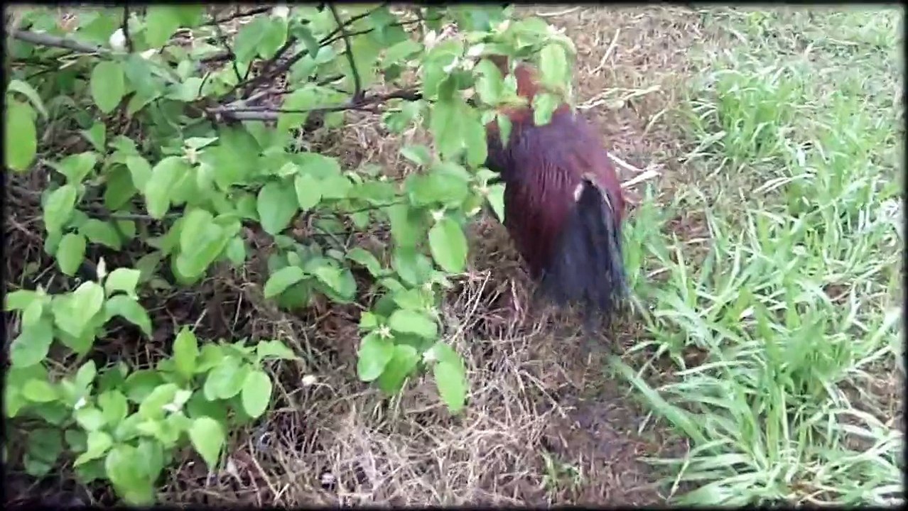 Funny-- Chicken chasing hen