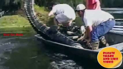 Incredible Animal Attacks on Humans Compilation | Best Video