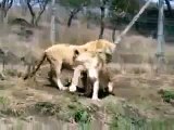 Lions Fight Lioness vs Lion Animal Fights, Animal Attacks, Funny Animal HD