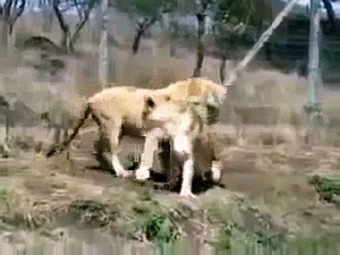 Lions Fight Lioness vs Lion Animal Fights, Animal Attacks, Funny Animal HD