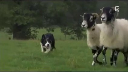 Vieux loups, jeunes chiens