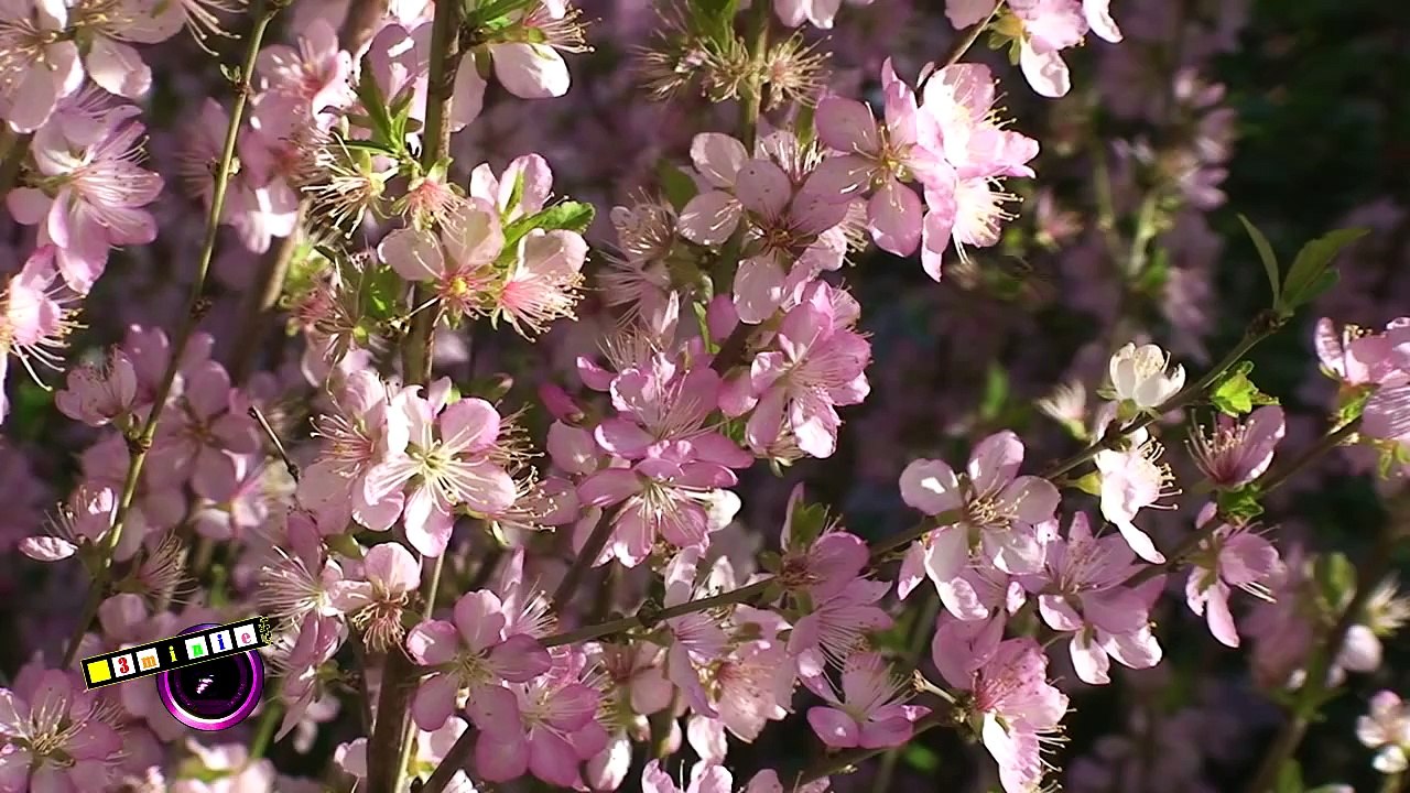 Melbourne's Royalty - The Royal Botanic Gardens