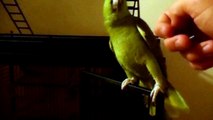 Yellow Naped Amazon Parrot talking and laughing