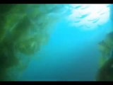 Diving Southern California Kelp Forest